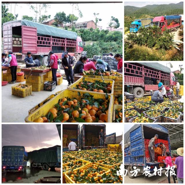 紧张有序的采摘步骤 紧张有序的采摘步骤