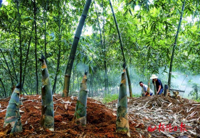 揭东区积极挖掘资源优势，大力发展竹笋产业。（图源：揭阳日报）