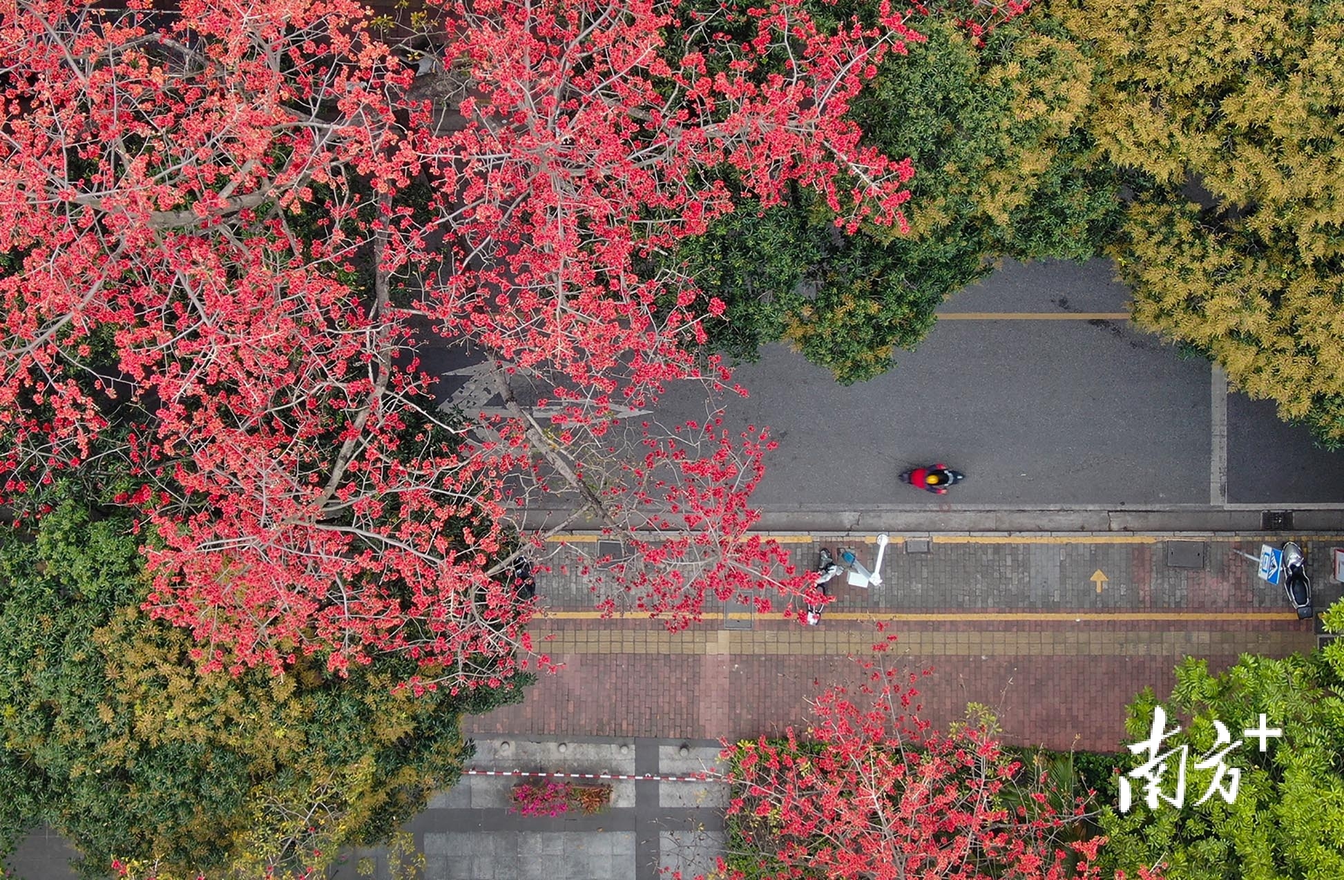 石岐街道光明路,木棉花正在开放。 南方+ 叶志文 拍摄