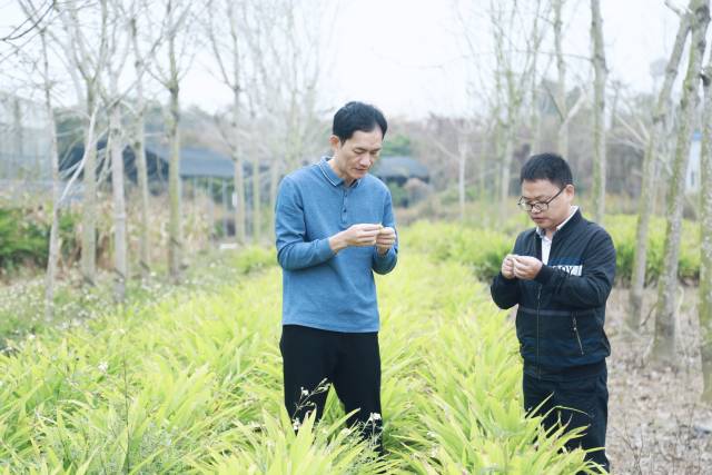 欧阳欢和徐志军观察斑兰叶长势。 林露 摄