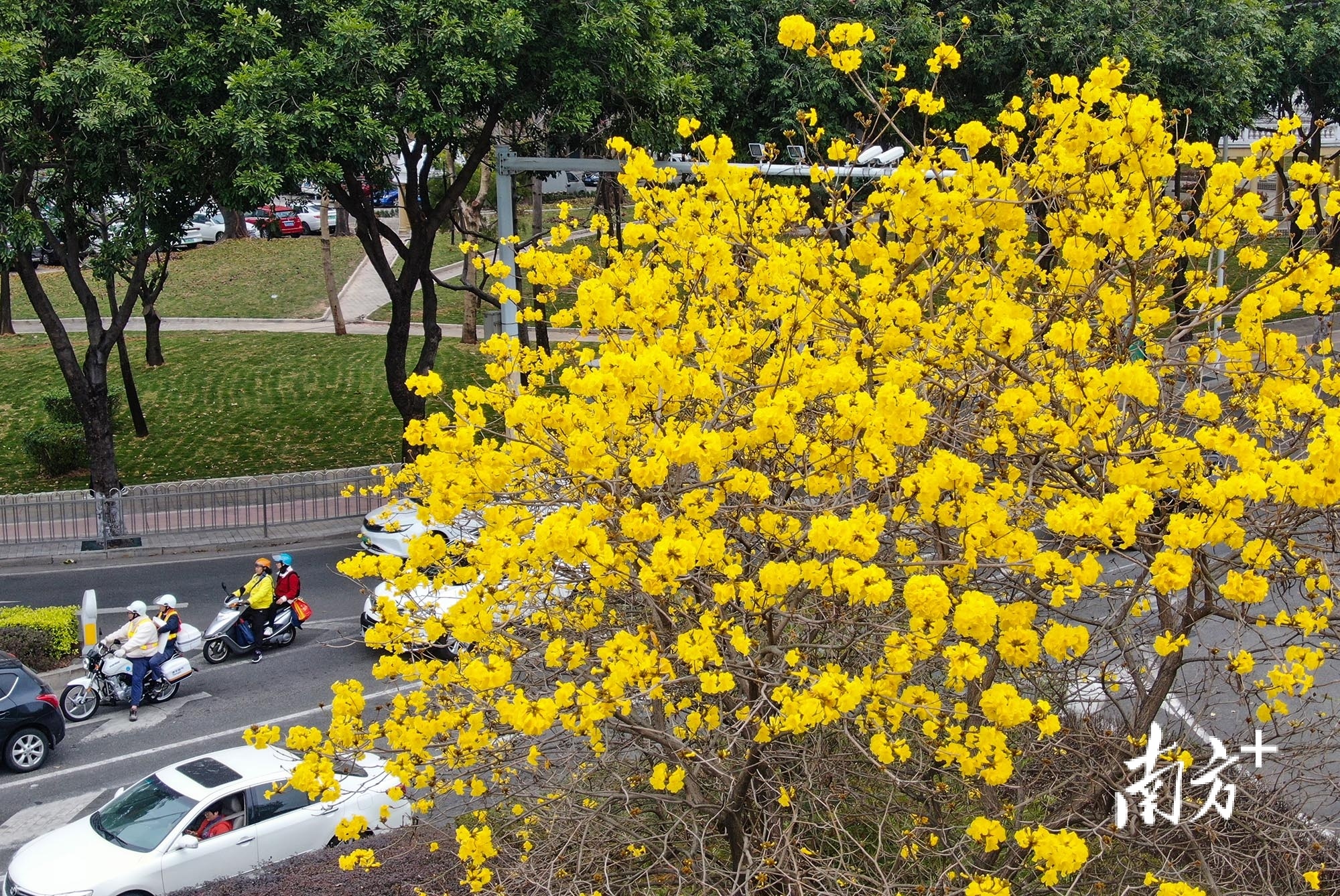 博爱二路,黄花风铃木格外引人注目。 南方+ 叶志文 拍摄 博爱二路,黄花风铃木格外引人注目。 南方+ 叶志文 拍摄