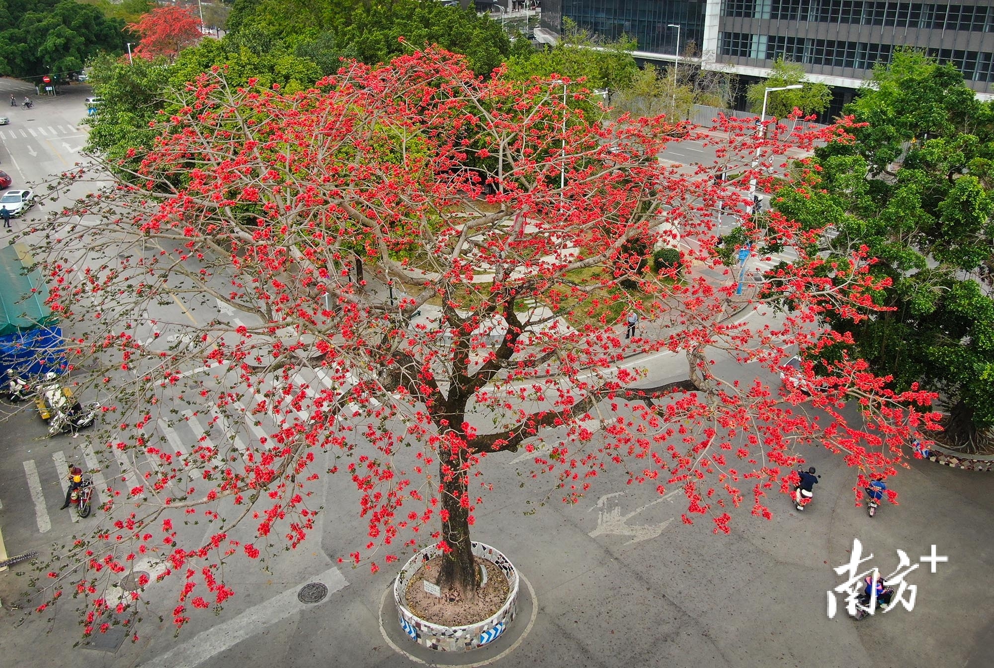 东区街道槎桥村,满树木棉花盛放。 南方+ 叶志文 拍摄