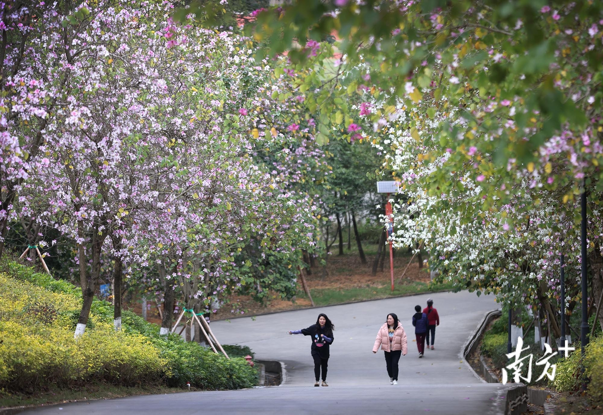 在中山树木园,登山路旁的宫粉紫荆在盛放。 南方+ 叶志文 拍摄