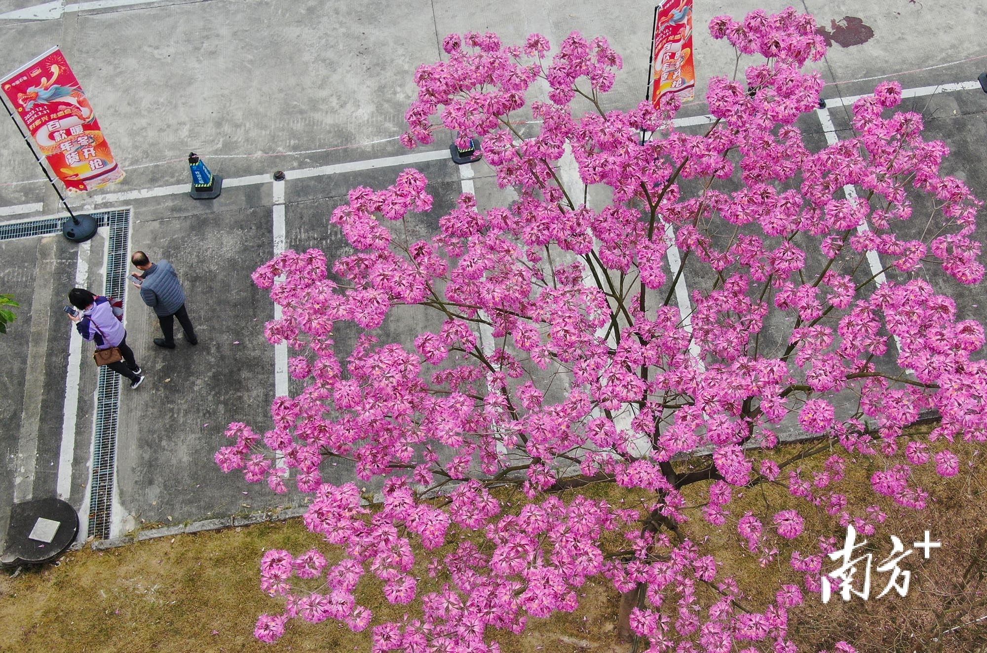 南区街道情景路,盛放的紫花风铃木成为一道风景线。 南方+ 叶志文 拍摄