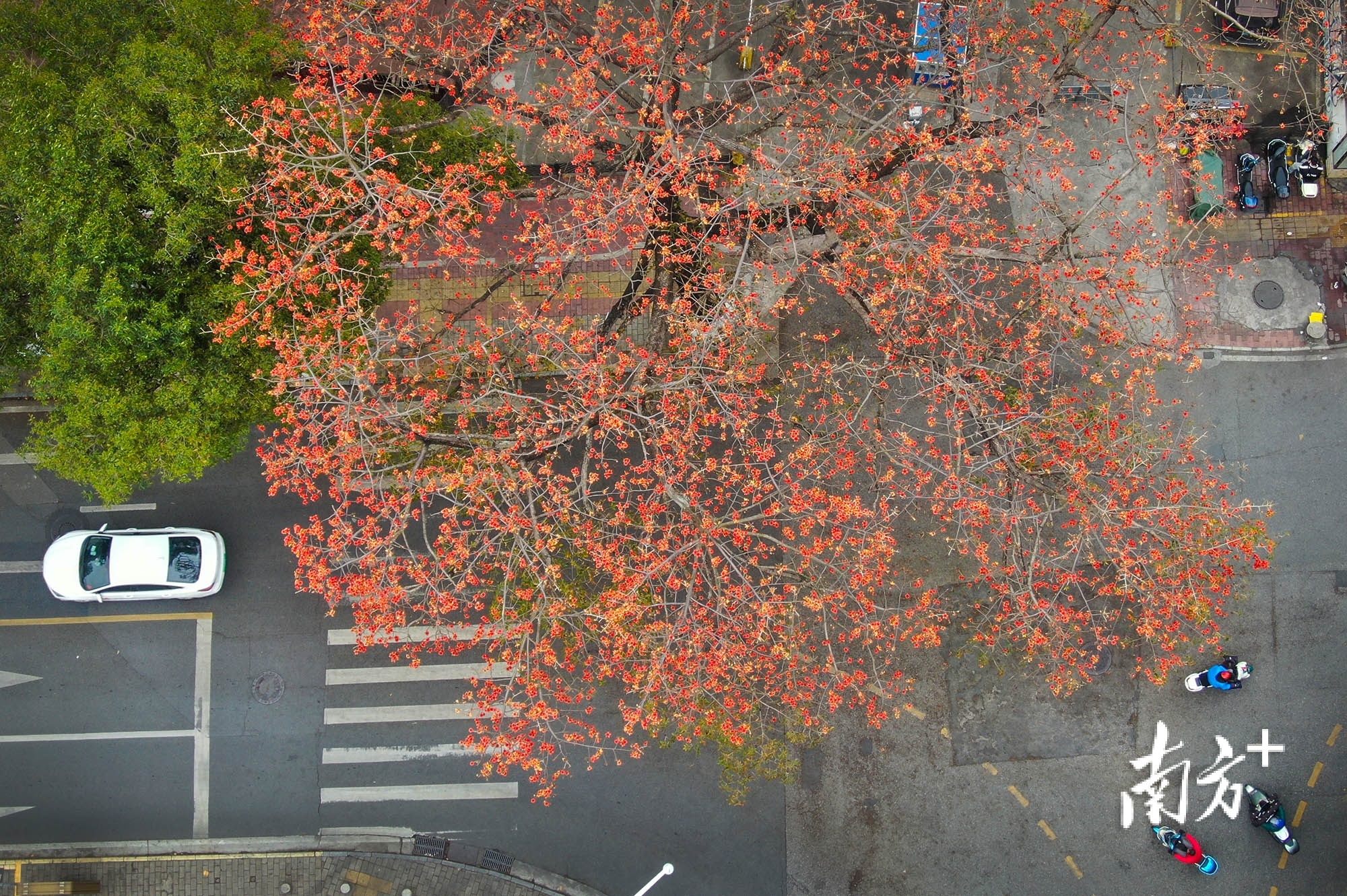 石岐街道湖滨路,木棉花开正艳。 南方+ 叶志文 拍摄