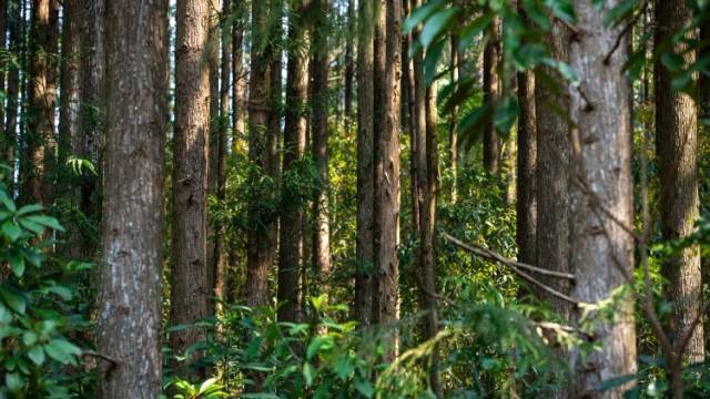 代表建议继续实施山水林田湖草沙一体化保护和修复，自然资源部答复→