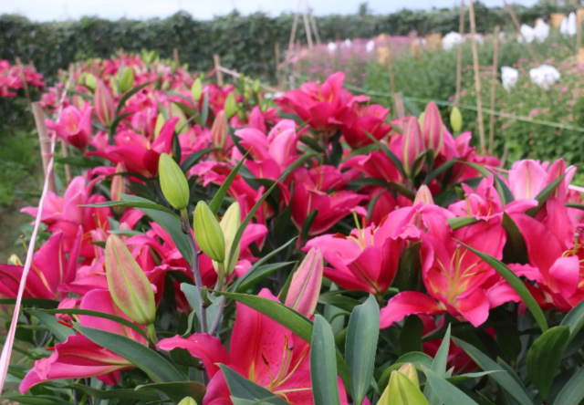 首次在崖州湾坝头南繁试验基地试种成功的百合。图源：新海南