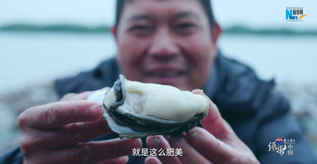 美丽而坚韧！央媒聚焦湛江“海上绿色长城”