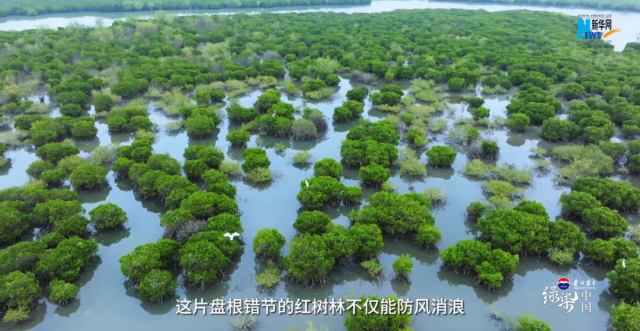 美丽而坚韧！央媒聚焦湛江“海上绿色长城”