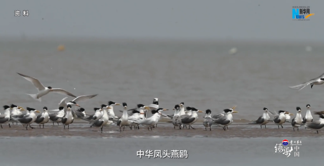 美丽而坚韧！央媒聚焦湛江“海上绿色长城”