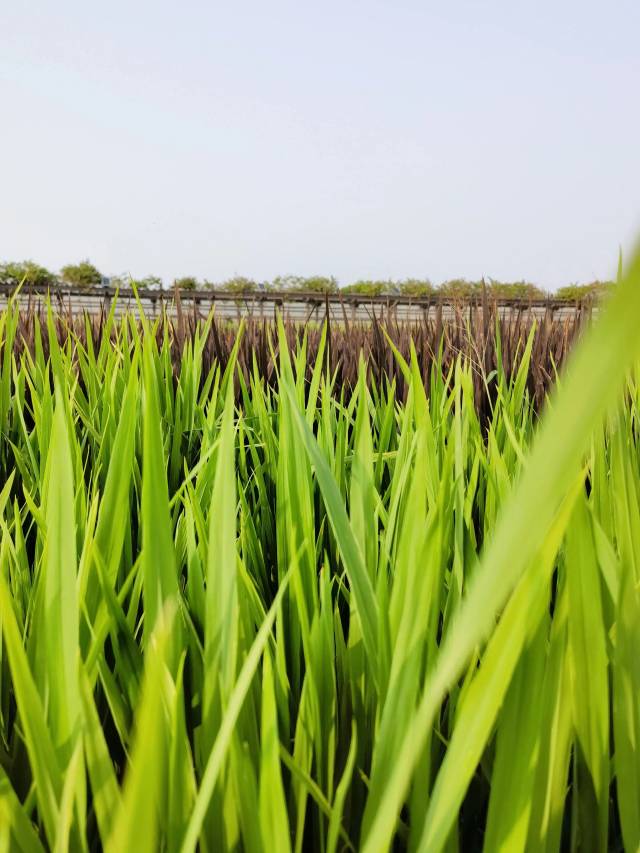 中国种子（南繁硅谷）大会地展现场。