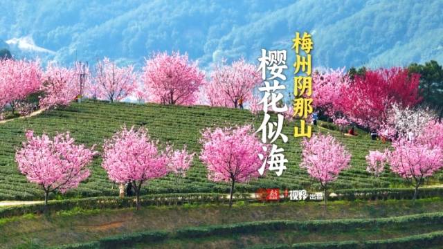 当茶园遇上樱花，春天的温柔和浪漫都藏在梅州阴那山了！