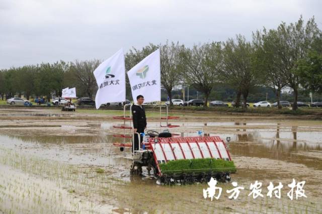 位于朱村街道的增城丝苗米省级现代农业产业园由北大荒全程托管