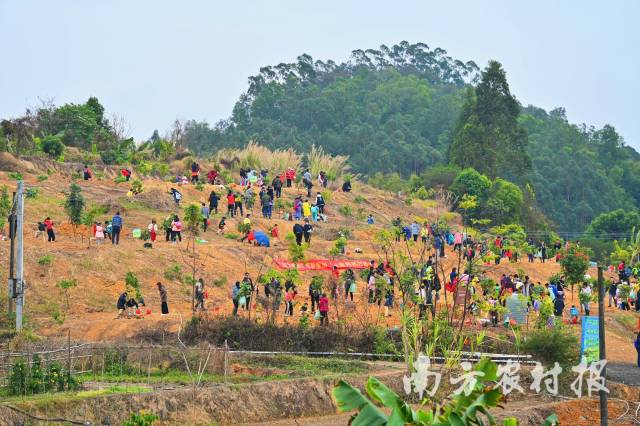 活动掀起全民植树热潮