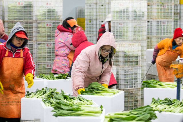 连州菜心上市期间，菜心田头价同比增长了约30%，达到了6元每公斤。谭家富摄