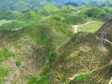 乳源大桥镇：聚焦绿美发展，擦亮生态底色