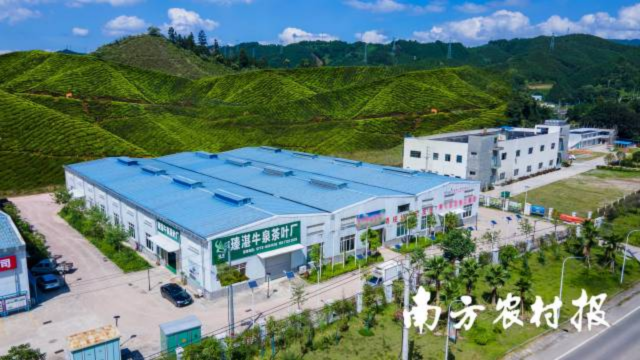 三江县精湛农业科技有限公司带动当地超100人就业增收。