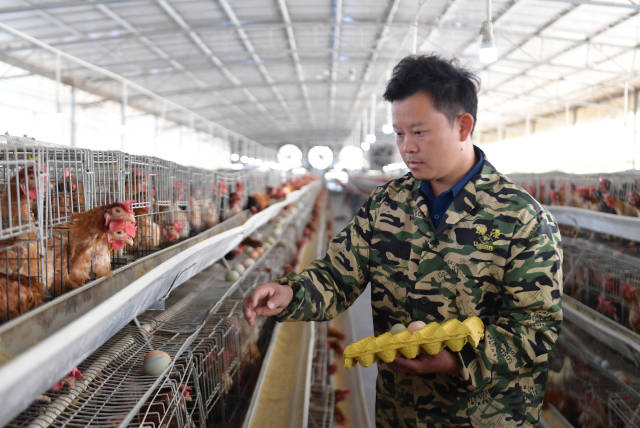 谢汝朋返乡创办了“小生花蛋”绿壳蛋鸡养殖产业，是当地有名的“鸡司令”。