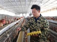 全国人大代表、阳春“鸡司令”谢汝朋：建议开展联合育种、扶持特色农业