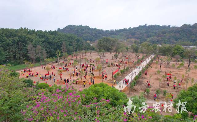 广东再掀义务植树热潮，乡村绿化已种植苗木371万株