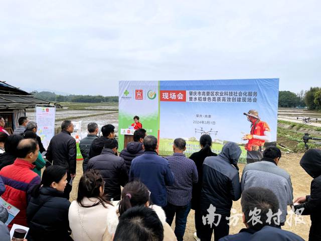 天禾股份在肇庆市高要区举办农业科技社会化服务暨水稻绿色高质高效创建现场会