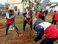 韶关曲江区枫湾镇高标准植绿，着力打造绿美生态乡村