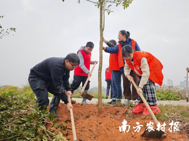 2024年1月31日，青年志愿者周科妍、胡景润参加英德市白沙镇“绿美广东”植绿兴绿志愿活动。（英德市白沙镇供图） 