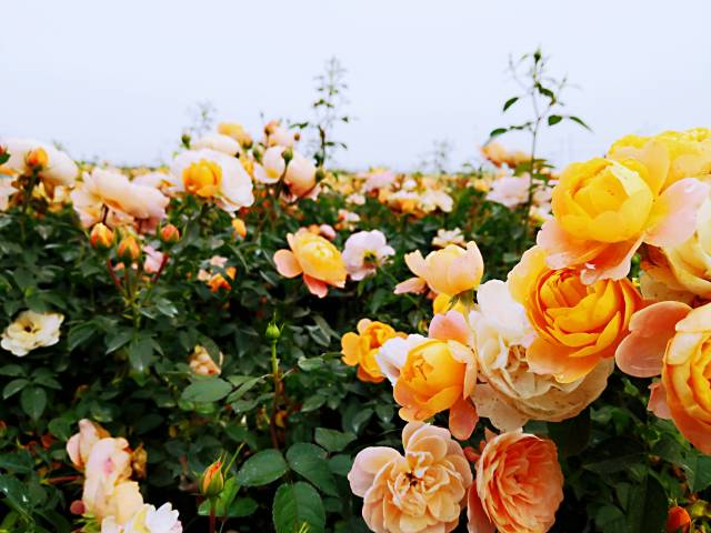 南方农村报 李嘉镓 制图