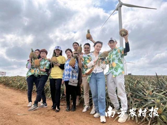 “菠萝的海”百千田头直播。