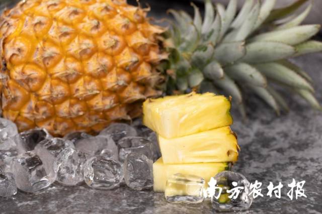 徐闻菠萝。 吴秒衡/摄 