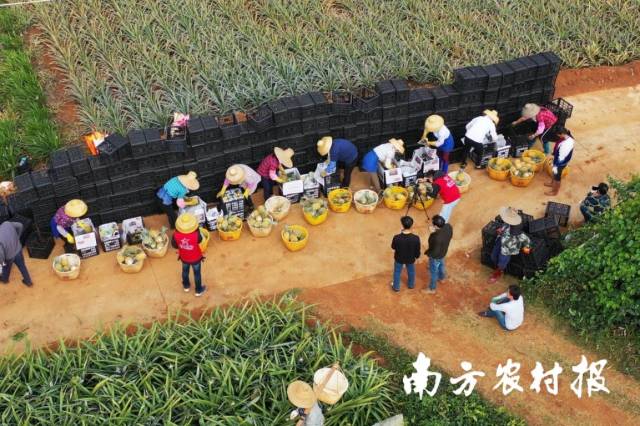 2020年春，拼多多支持的第一场县长直播拉开徐闻探索序幕。