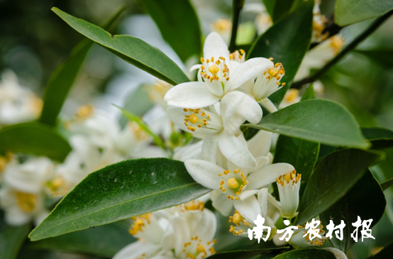 近日，江门市新会区迎来新会柑花盛开季。