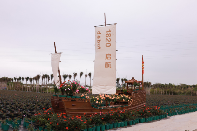 广州七彩景观月季公司精品月季园。