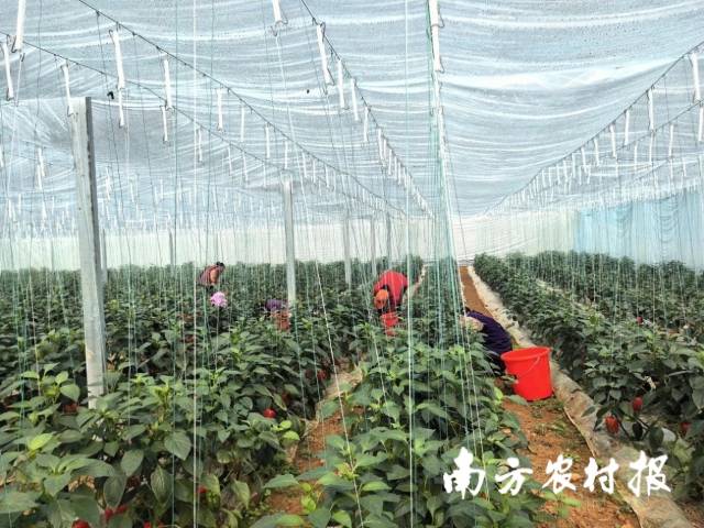 在泗顶镇儒南村拉井屯现代农业蔬菜大棚，生活村民们正在采摘彩椒。此多彩椒采收