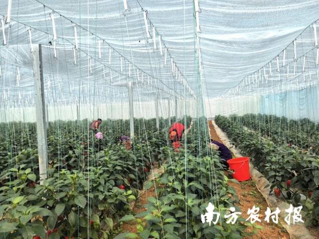 在泗顶镇儒南村拉井屯现代农业蔬菜大棚,村民们正在采摘彩椒。 在泗顶镇儒南村拉井屯现代农业蔬菜大棚,生活村民们正在采摘彩椒。此多彩椒采收
