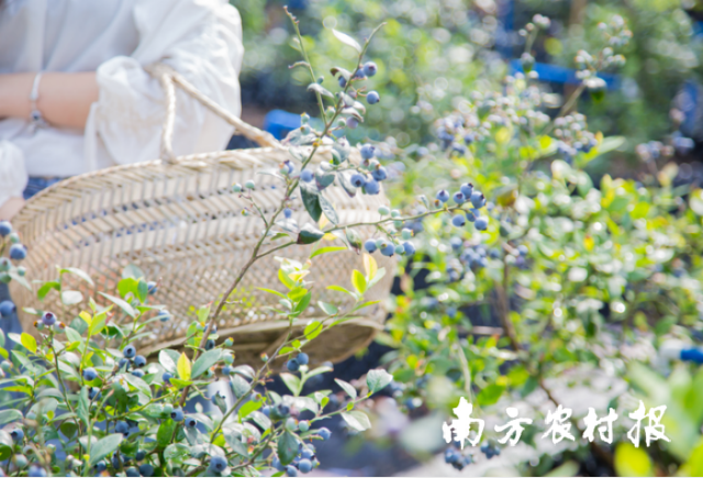 设施蓝莓种植