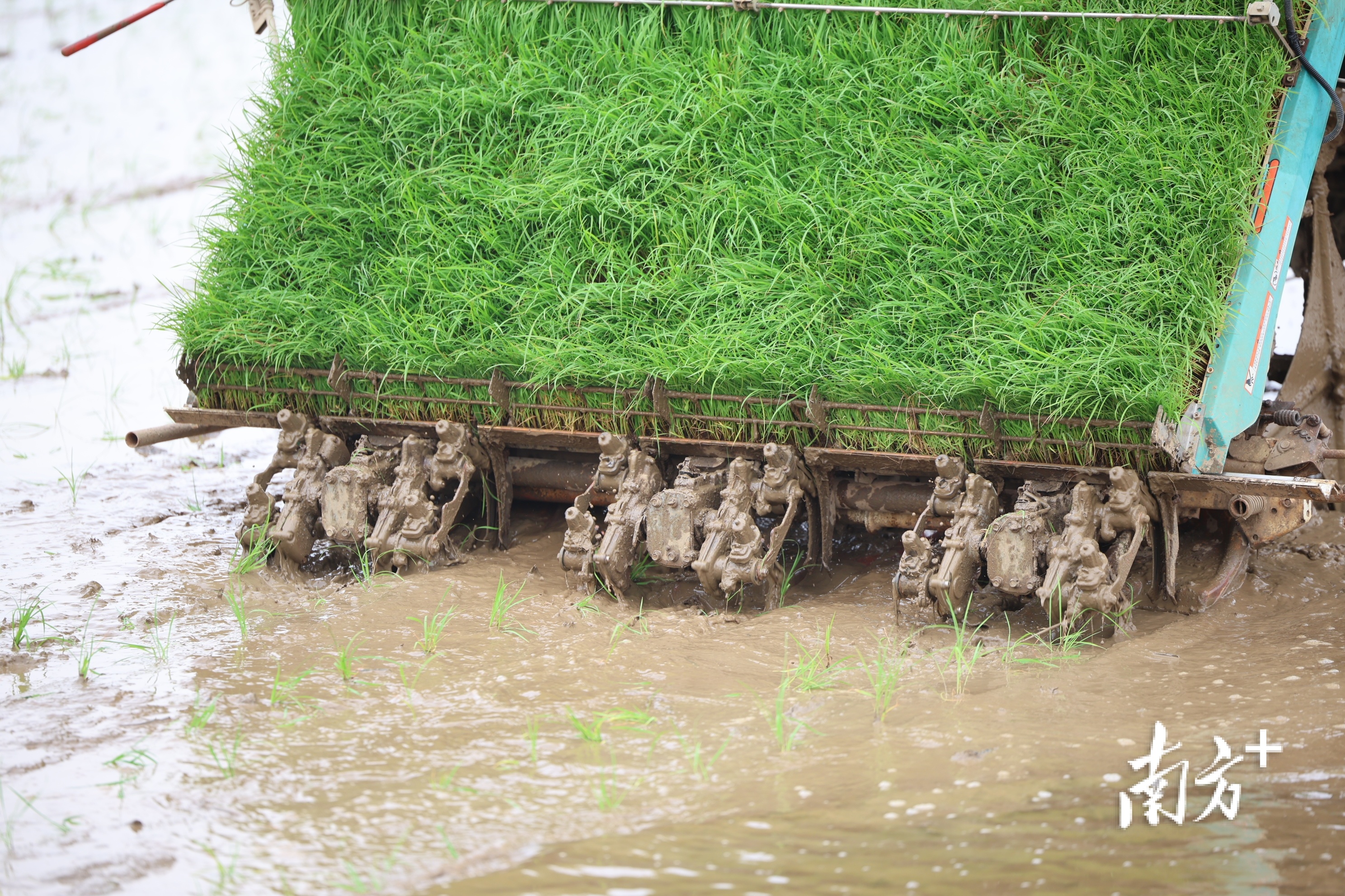 插秧机驶过，留下一行行绿油油的秧苗，迎风起舞，茁壮成长。