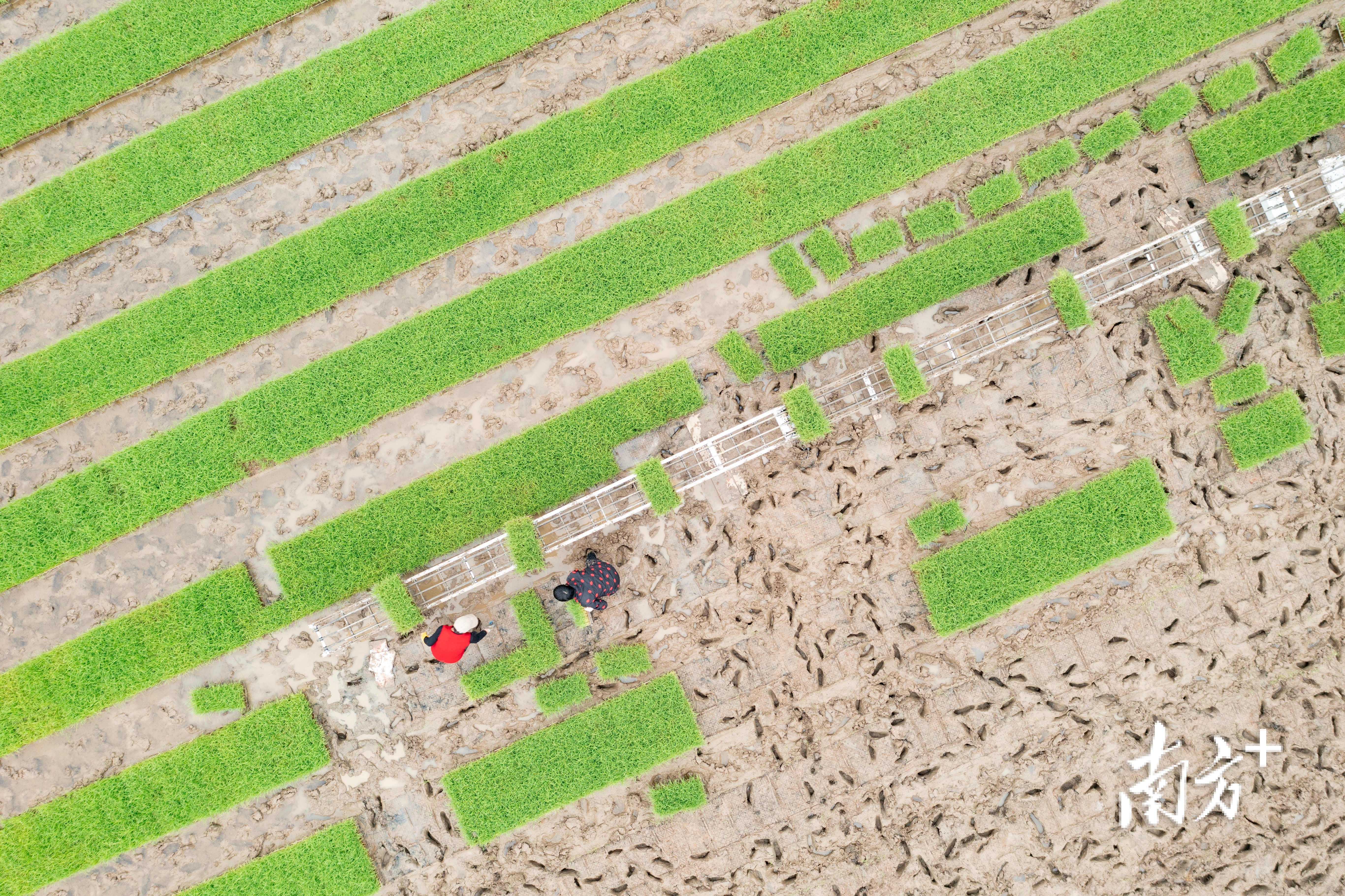 在珠海斗门，3.5万亩早造水稻陆续展开春耕插秧，预计4月上旬完成。