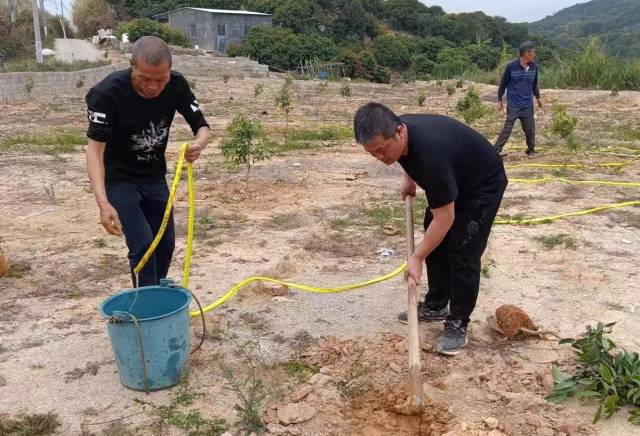 东新村种植户正新种仙进奉苗种。