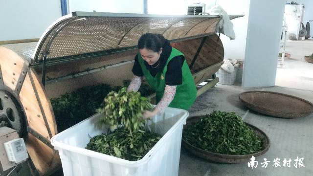 退役后的蔡秋钗以军人信念重拾对茶的热爱，下决心当其一名“新茶农”。