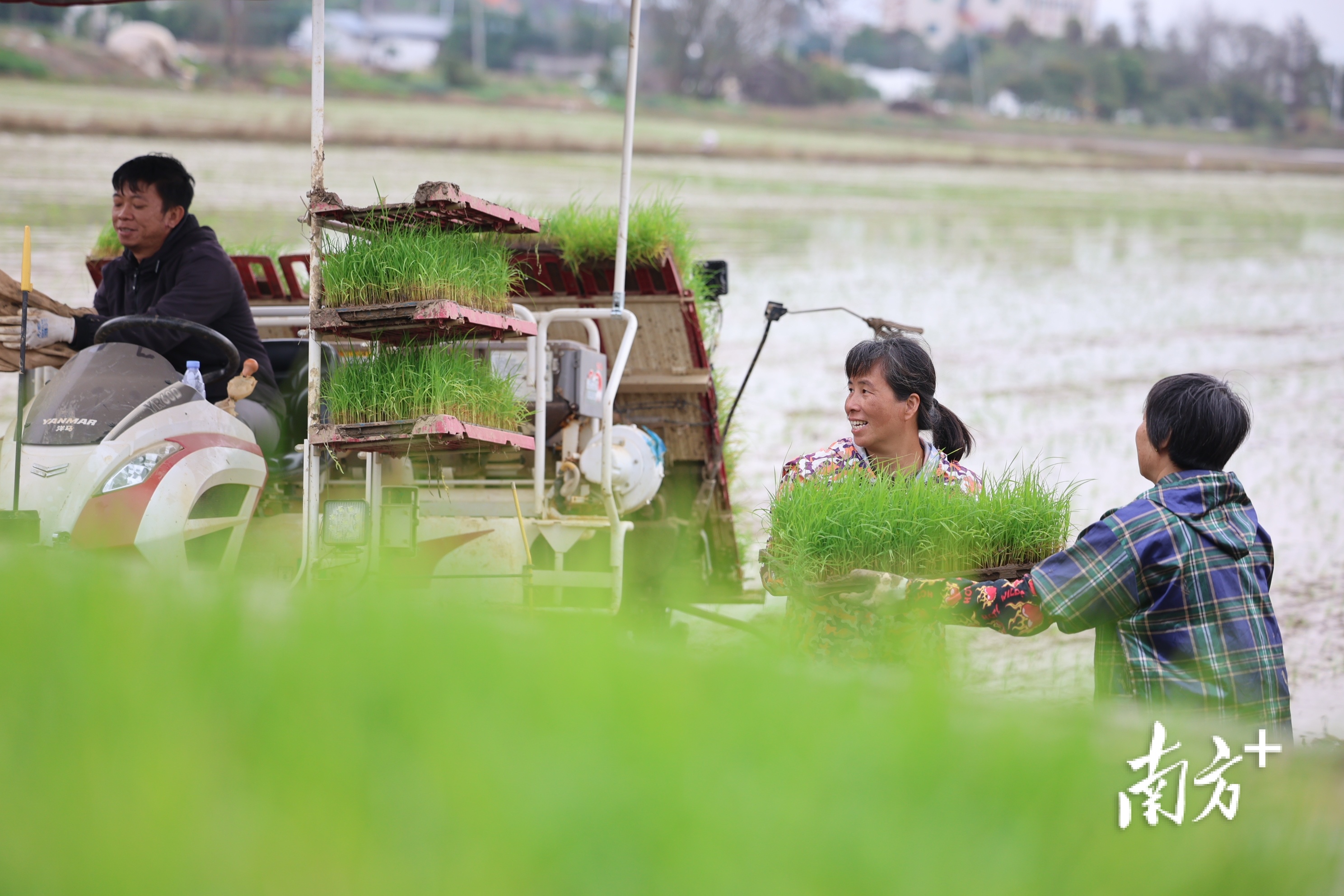 农民们笑逐颜开。