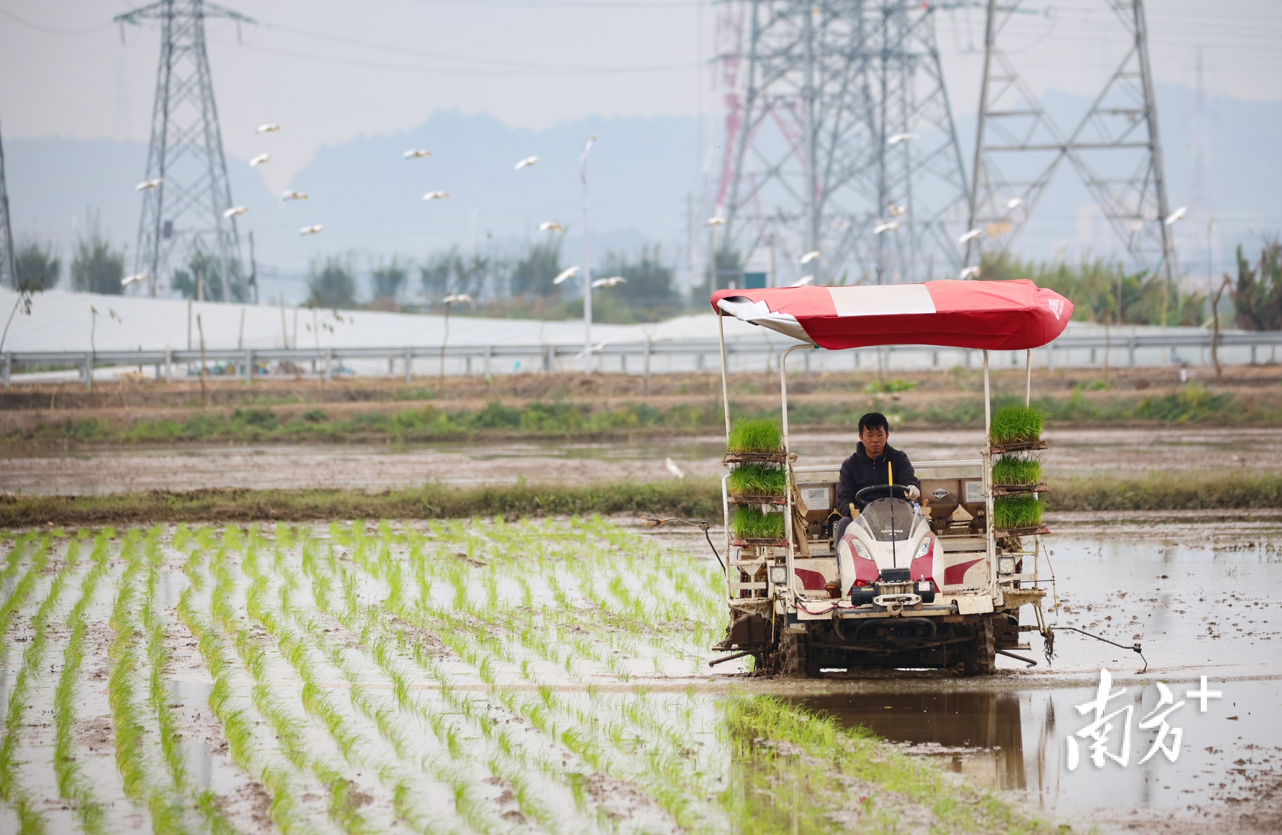 一群白鹭在田野上空掠过，好一幅生态和谐的美丽画卷。 