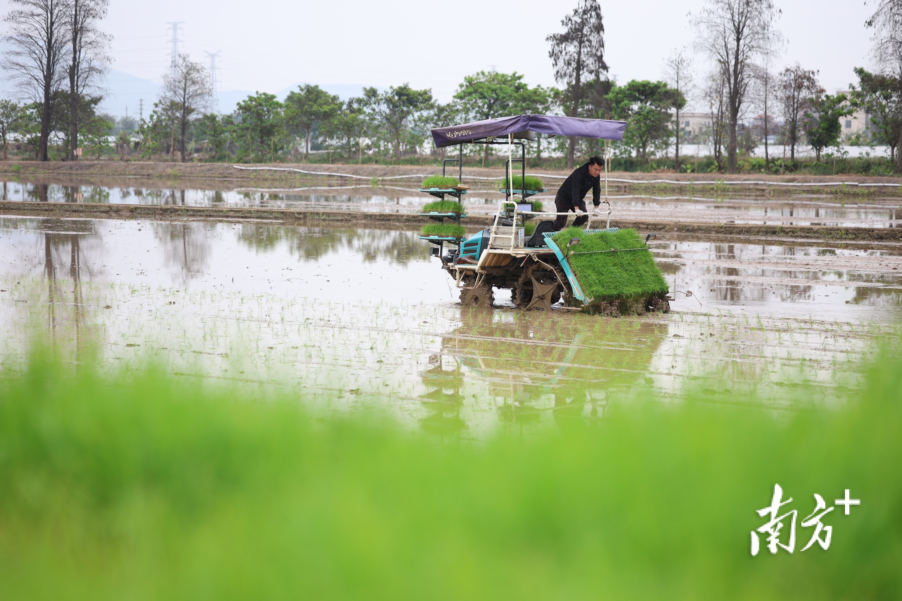 水田披上嫩绿新装，一片生机盎然。  