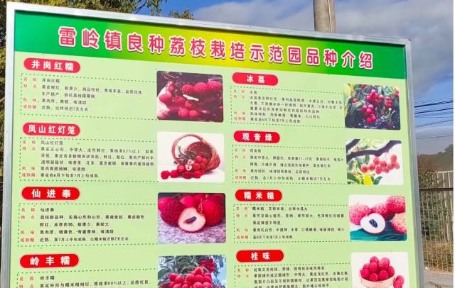 雷岭镇良种荔枝栽培示范园品种介绍。