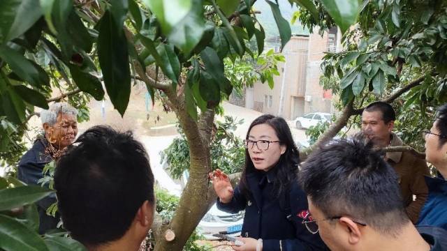 2月27日，工作队邀请深圳职业技术大学高级农艺师张树飞到东新村现场传授高接换种技术。