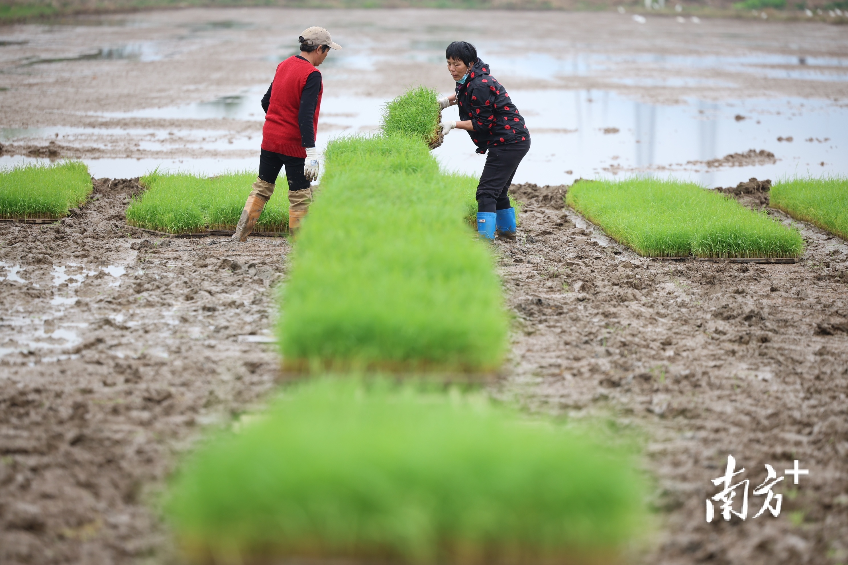 农民在整理秧苗。