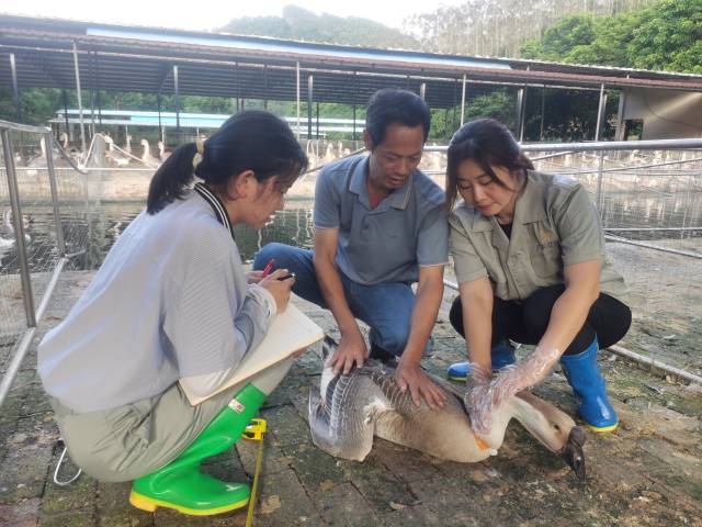 仲恺农业工程学院教授付晶（右）聚焦狮头鹅，服务乡村振兴。