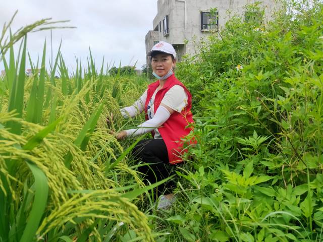 茂名市电白区农业技术推广中心主任、高级农艺师许丽欣