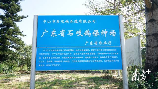 中山市石岐鸽养殖有限公司是广东省石岐鸽保种场。