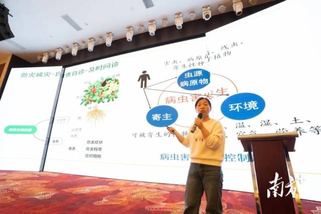 國家荔枝龍眼產(chǎn)業(yè)技術(shù)體系蟲害崗位科學(xué)家姚瓊 